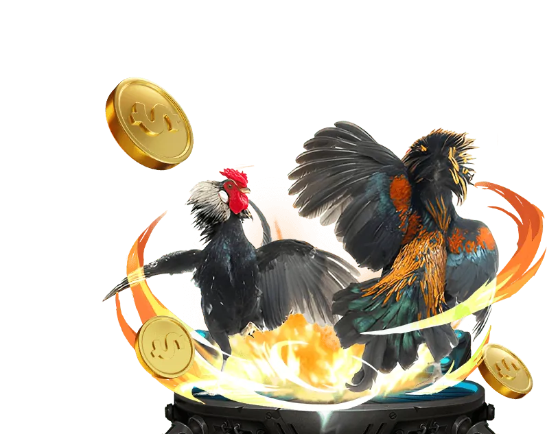 Hình ảnh đá gà trực tiếp với không khí kịch tính